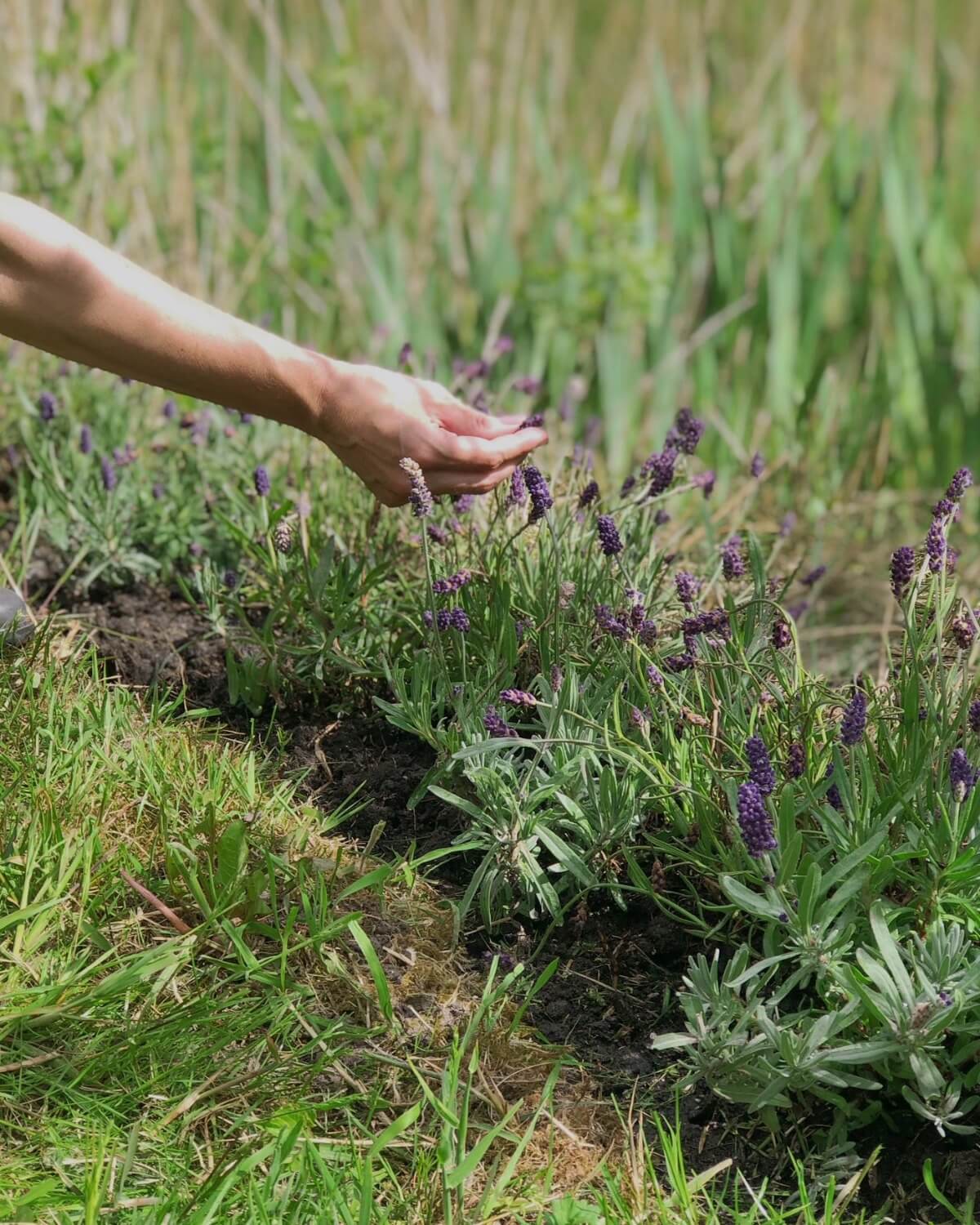 Duftpose med velduftende lavendel, der er dyrket og plejet i RHANDERS-skoven.